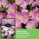 Evening Primrose flowers with seed packets - Pinkladies Wildflower