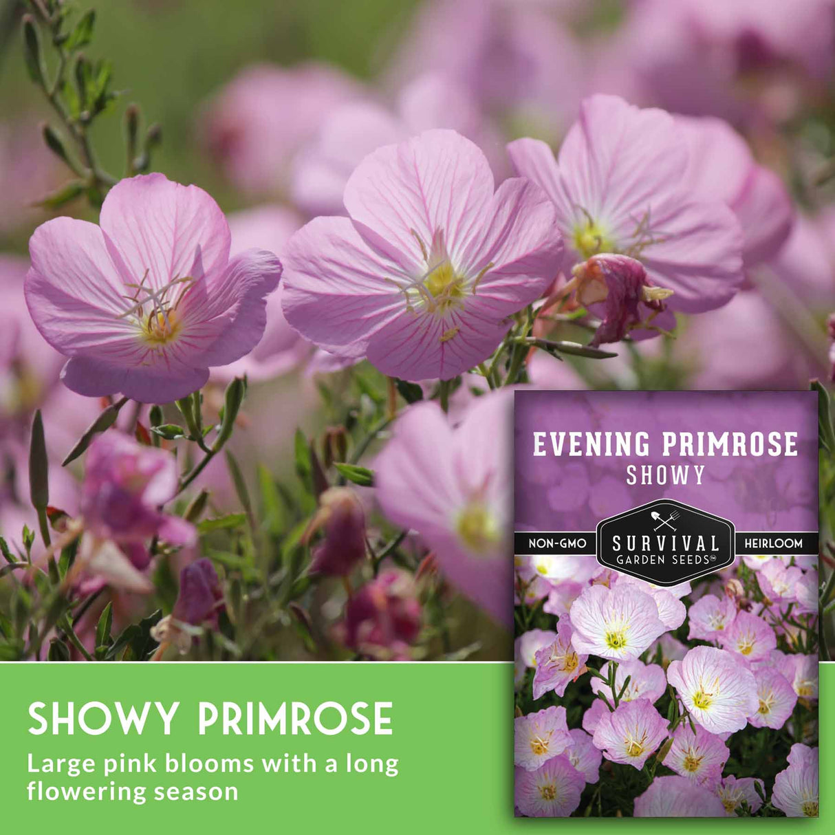 Showy primrose flowers with a seed packet labeled 'Survival Garden Seeds' in the background.