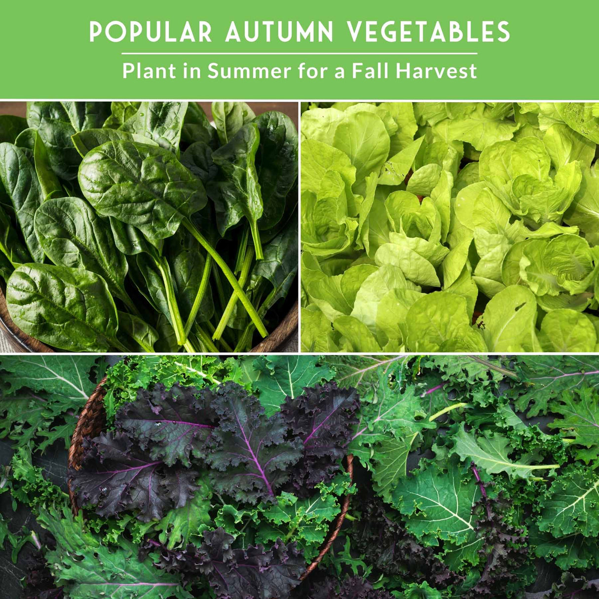 Collage of various green vegetables with text about popular autumn vegetables and growing habits.
