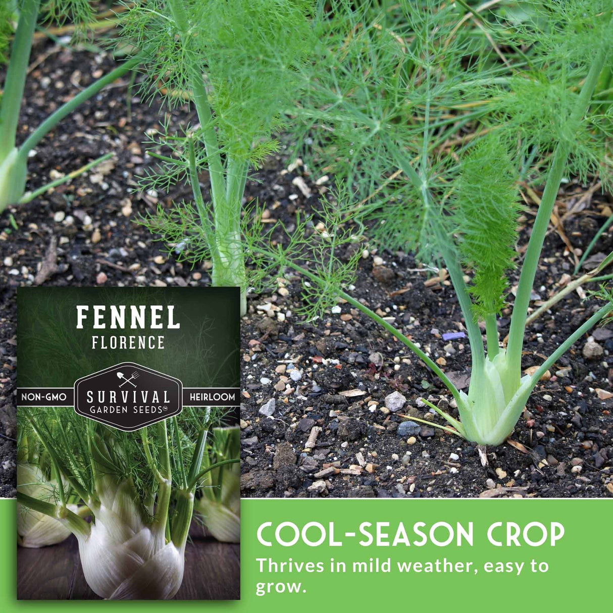 Fennel plant with a seed packet labeled 'Fennel Florence' on a garden background.