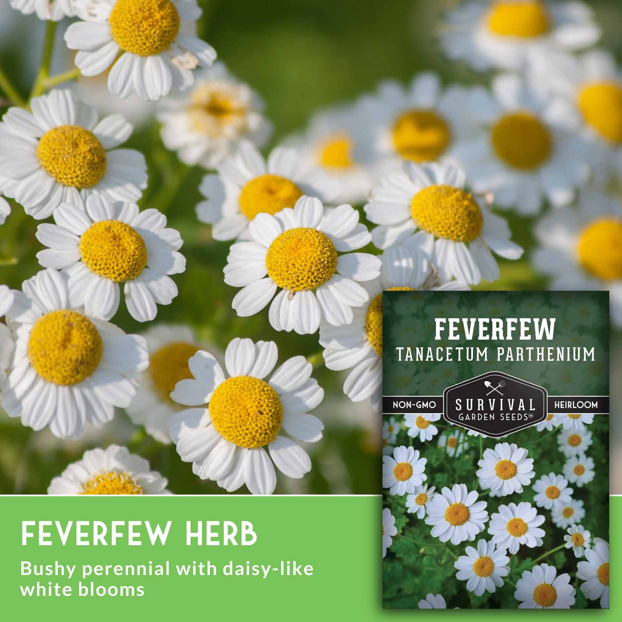 Feverfew flowers with seed packet