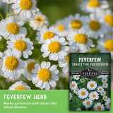 Feverfew flowers with seed packet
