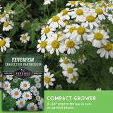 Feverfew plants with text that says Compact Grower