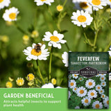 Feverfew plant with a bee and a seed packet labeled 'Survival Garden Seeds' on a green background.