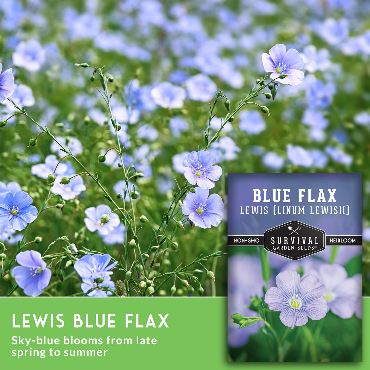 Blue flax flowers with a seed packet labeled 'Blue Flax' on a blurred natural background.
