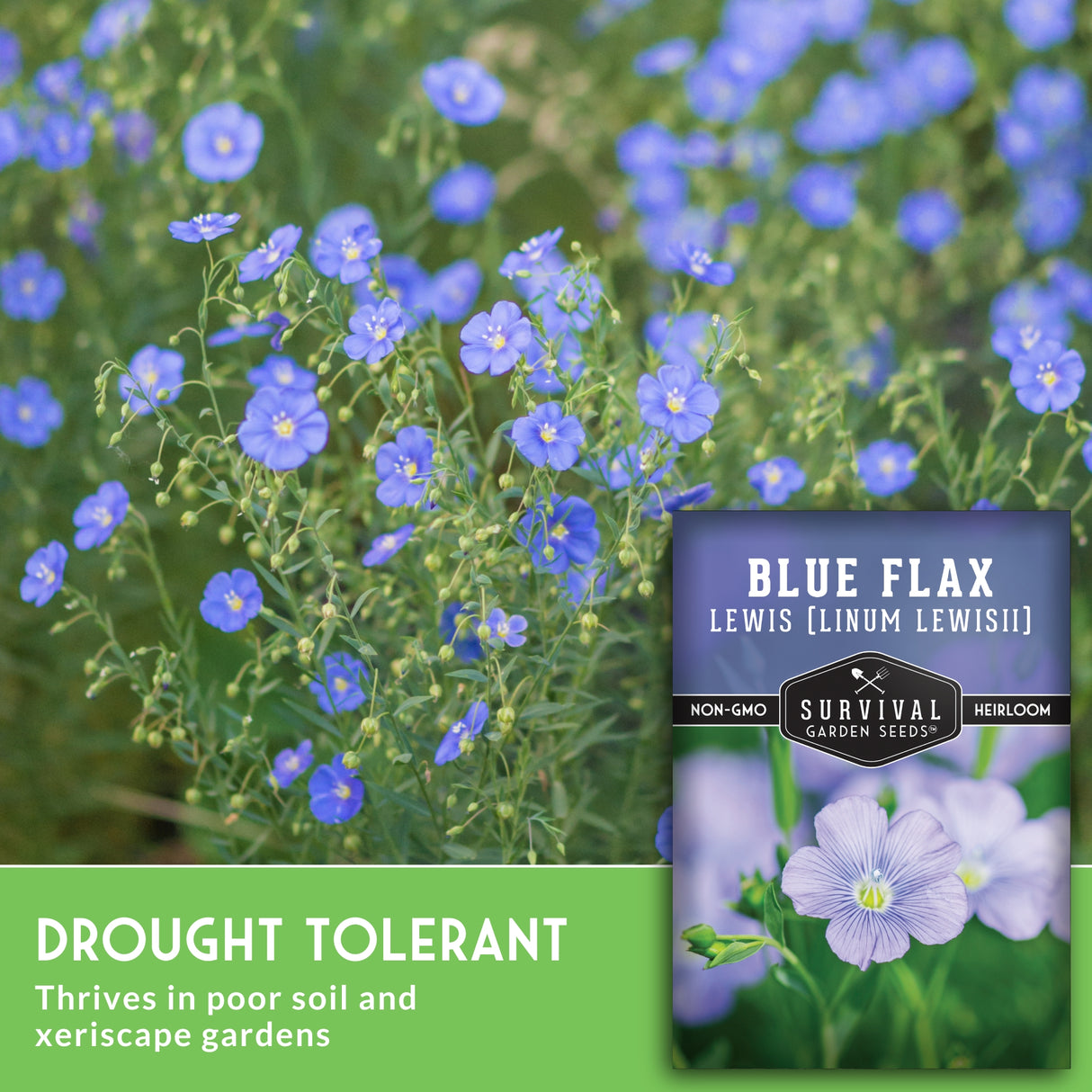 Blue flax plants with a seed packet labeled 'Blue Flax' and branding for Survival Garden Seeds.