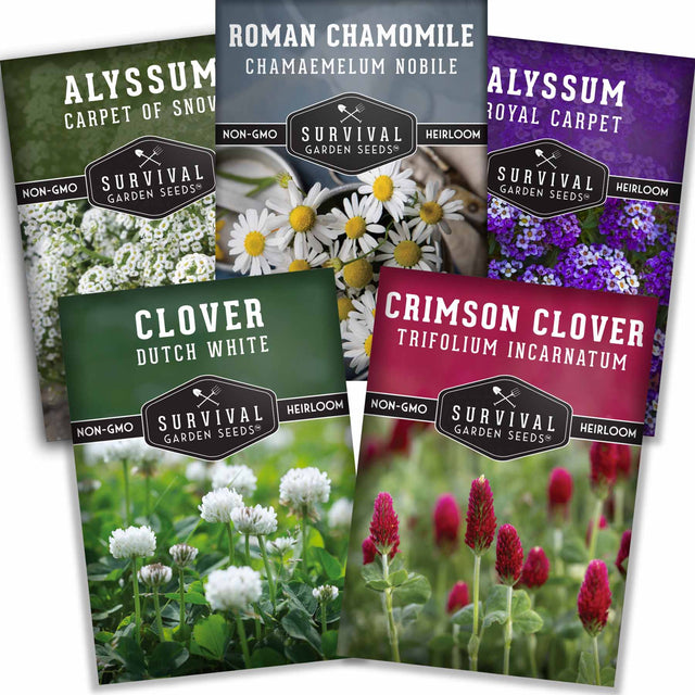 5 Packets of Flowering Ground Cover seeds