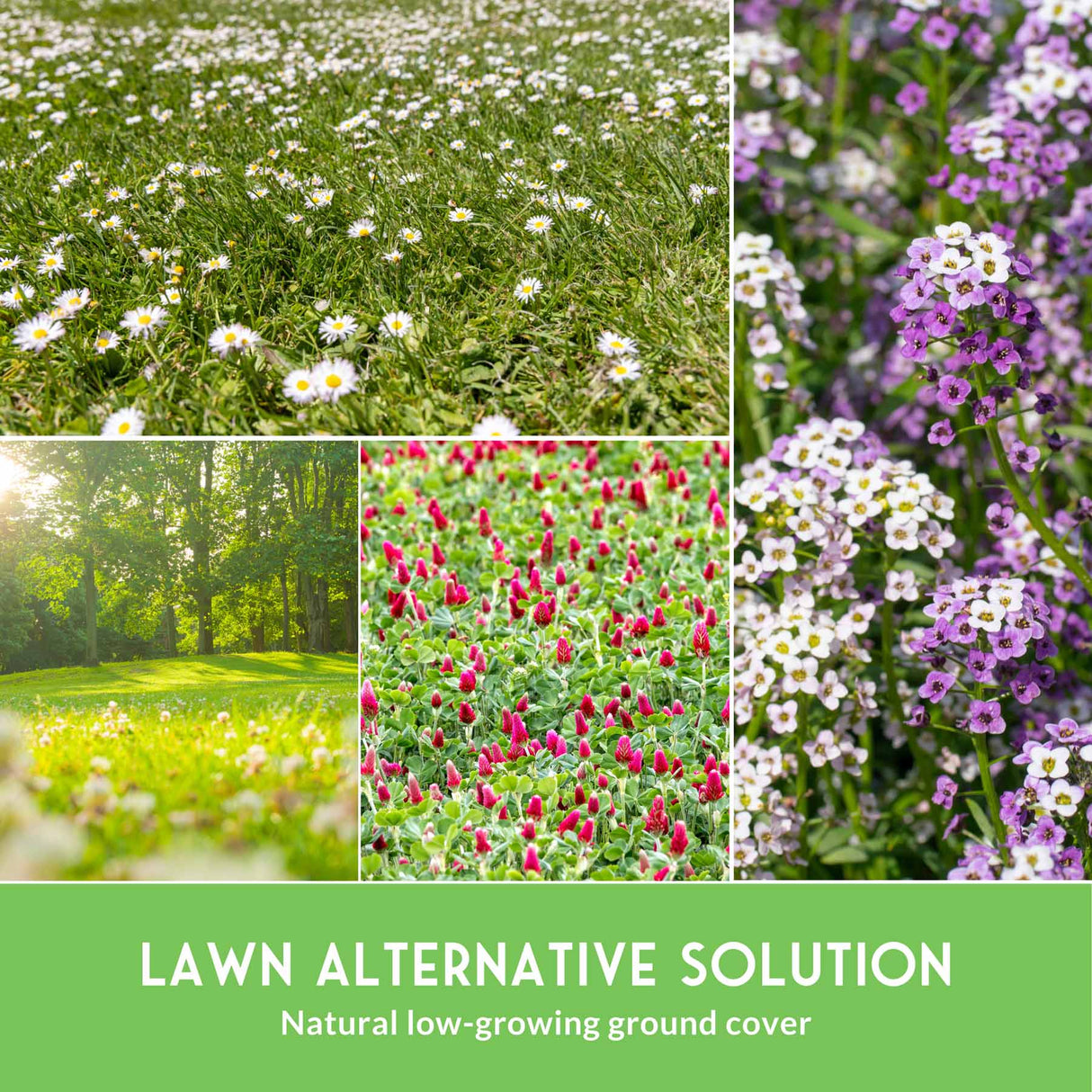 Collage of various low-growing plants and grass with text 'Lawn Alternative Solution'.