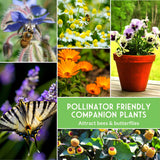 Collage of pollinator-friendly plants and insects with text overlay.