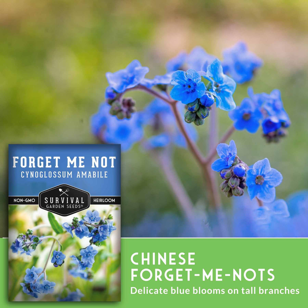 Chinese forget-me-nots with a seed packet labeled 'Forget Me Not' on a blurred natural background.