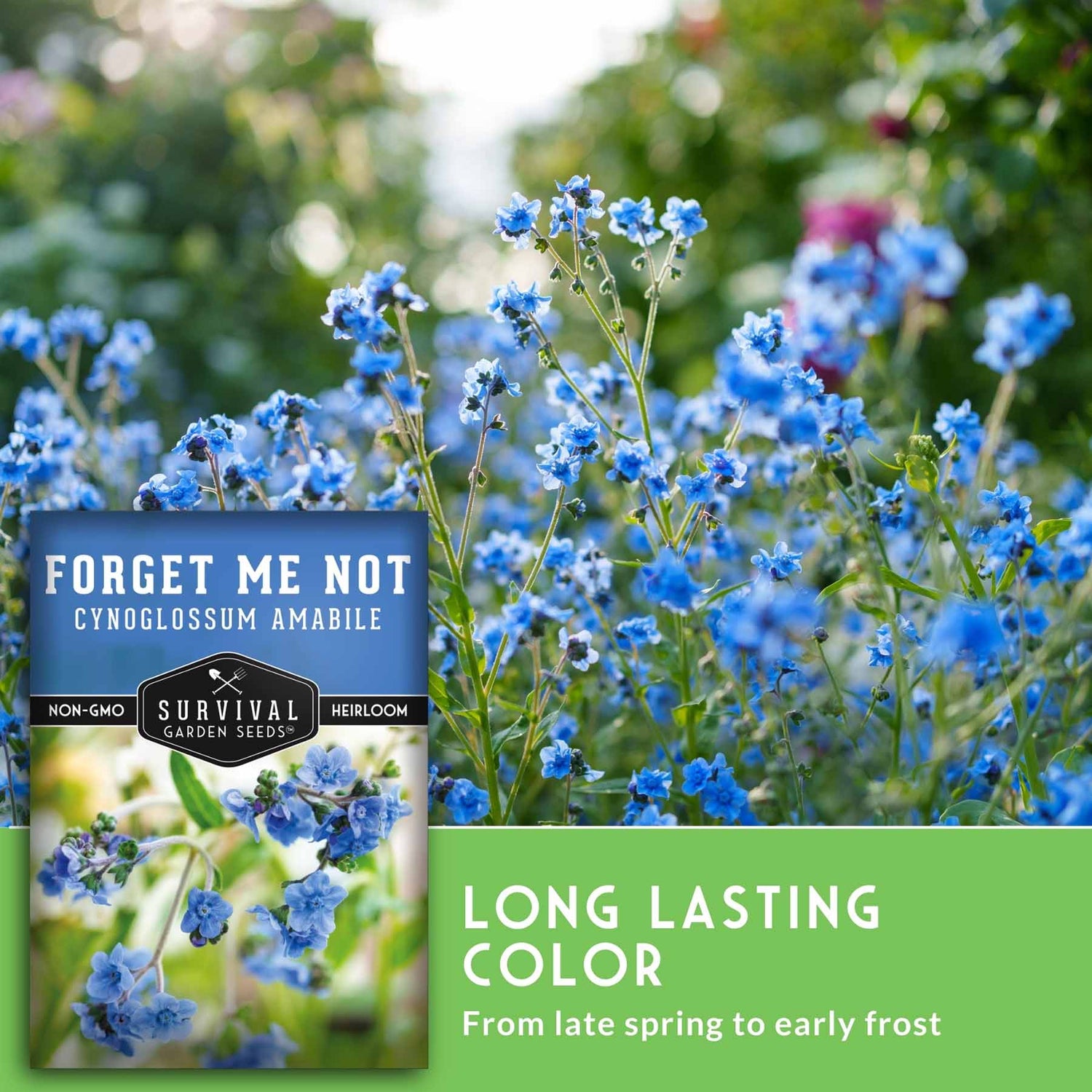 forget me not plant seeds Forget-Me-Not – Blue Flower Seeds – SurvivalGardenSeeds