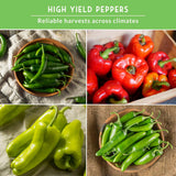 Collage of green and red peppers with text about high yield peppers and reliable harvests.