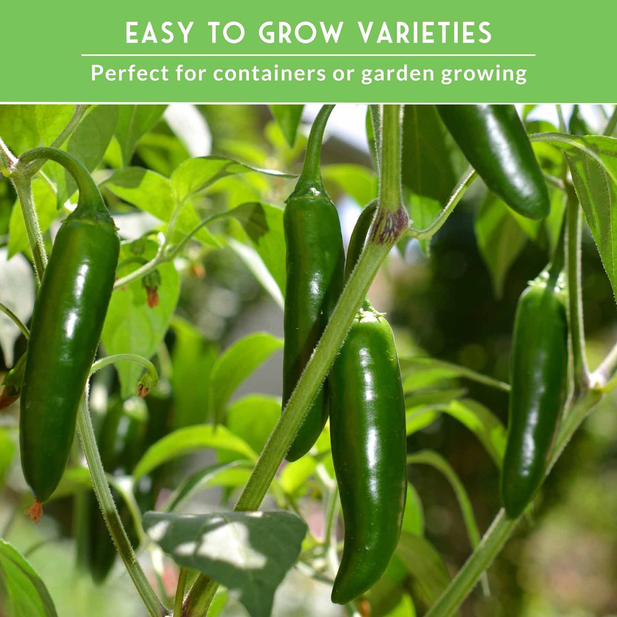 Green peppers growing on a plant with text about easy-to-grow varieties.
