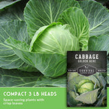 Compact green cabbage plant heads with a seed packet labeled 'Cabbage Golden Acre' by Survival Garden Seeds, plus text noting compact 3 lb heads and space-saving plants with crisp leaves.