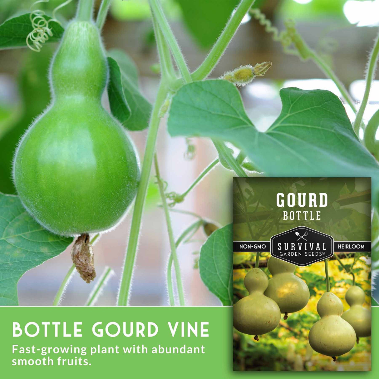 Bottle gourd vine with a seed packet labeled 'Gourd Bottle' on a green background.