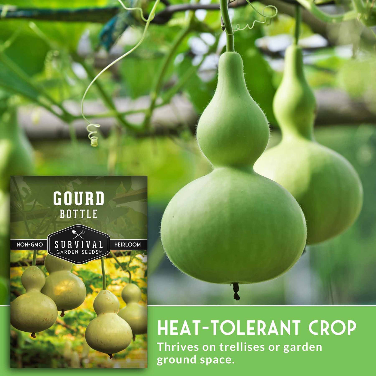 Green gourd bottle on a vine with a seed packet labeled 'Gourd Bottle' in the corner.