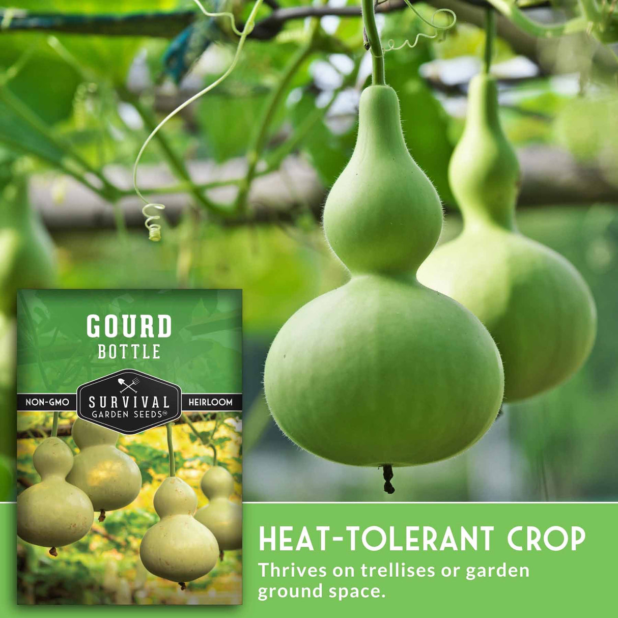 Green gourds hanging from a vine with a seed packet labeled 'Gourd Bottle' on a green background.