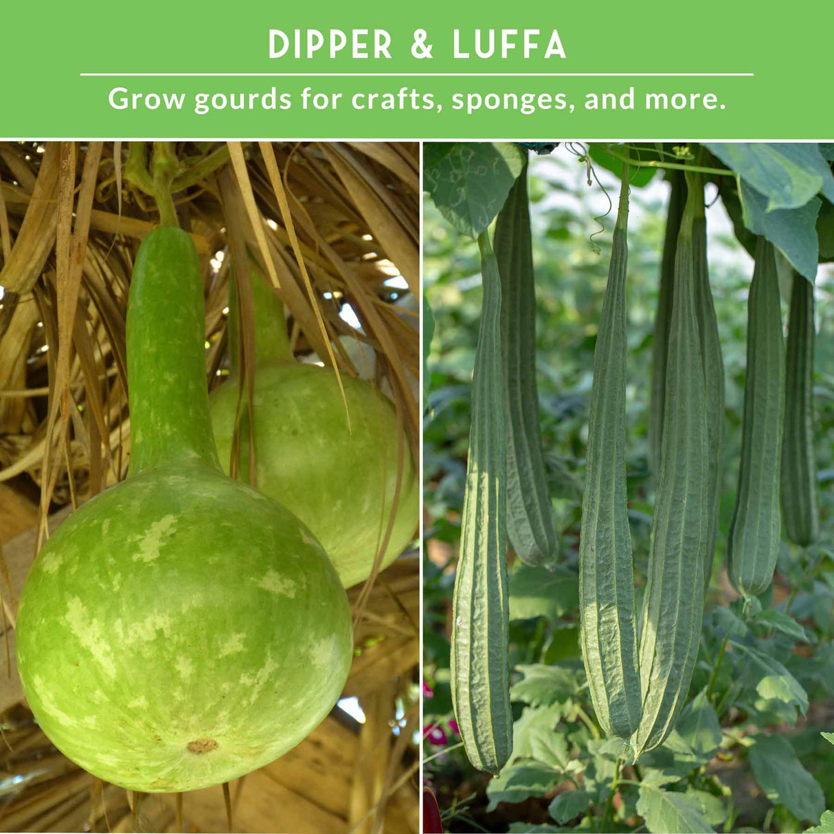 Two images of green gourds with text about growing gourds for crafts and sponges.
