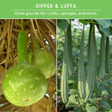 Two images of green gourds with text about growing gourds for crafts and sponges.