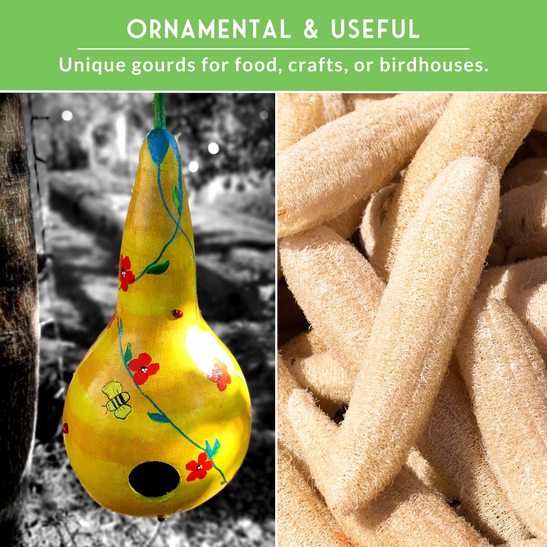 Gourd Seed Collection – SurvivalGardenSeeds