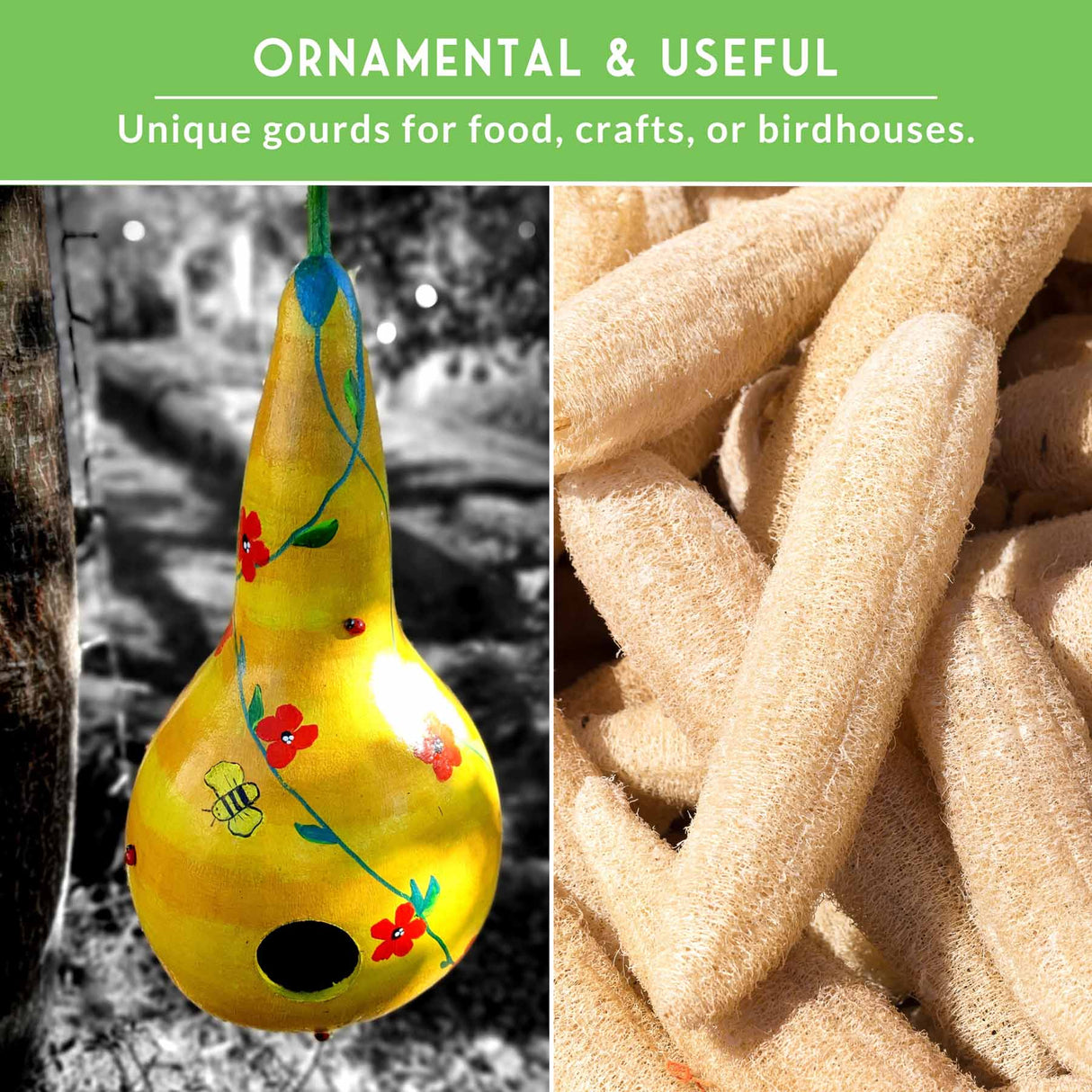 Decorative yellow gourd with floral design on a blurred natural background, next to a close-up of beige gourds.