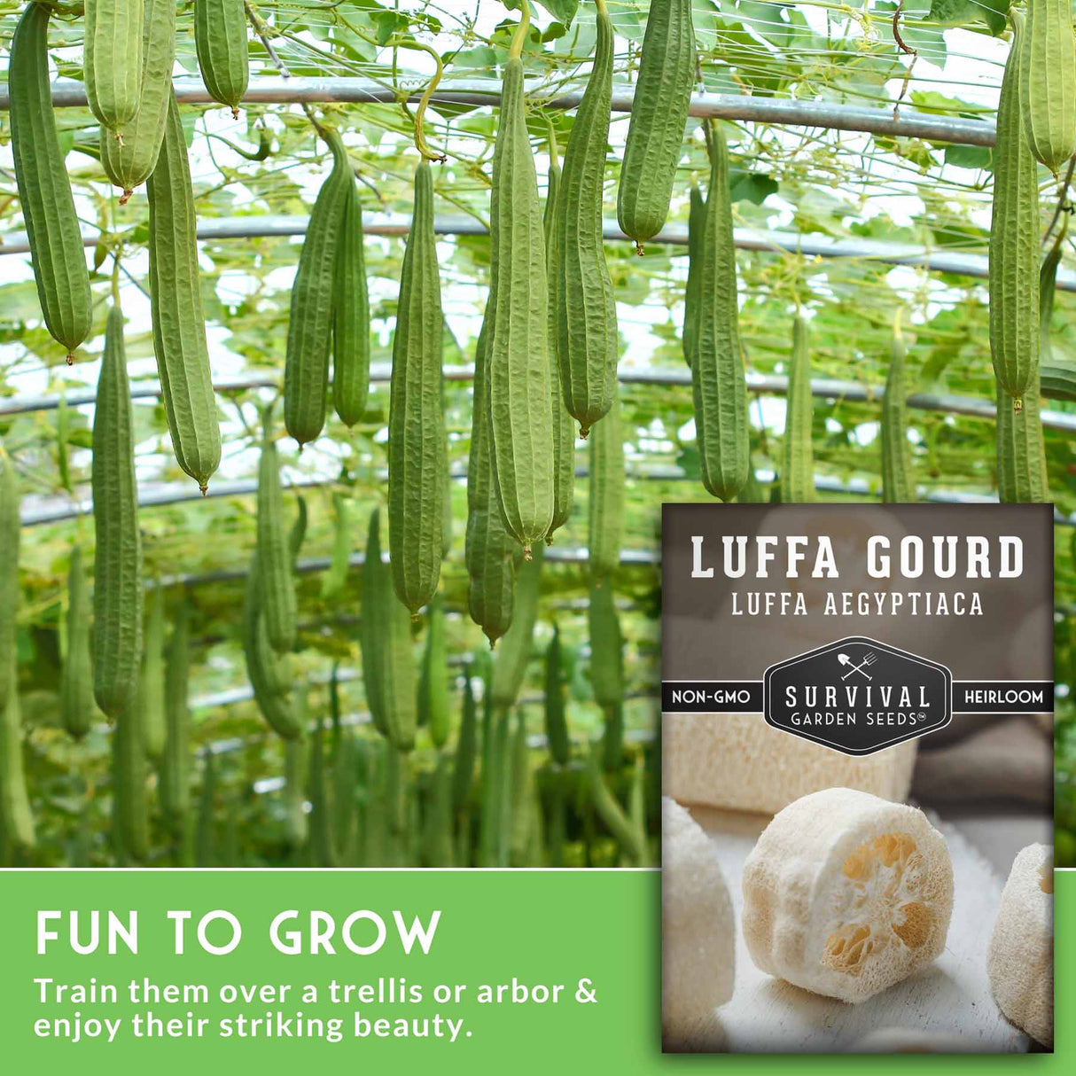 Luffa gourds growing on a trellis with Survival Garden Seeds packaging.