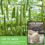 Luffa gourds growing on a trellis with Survival Garden Seeds packaging.