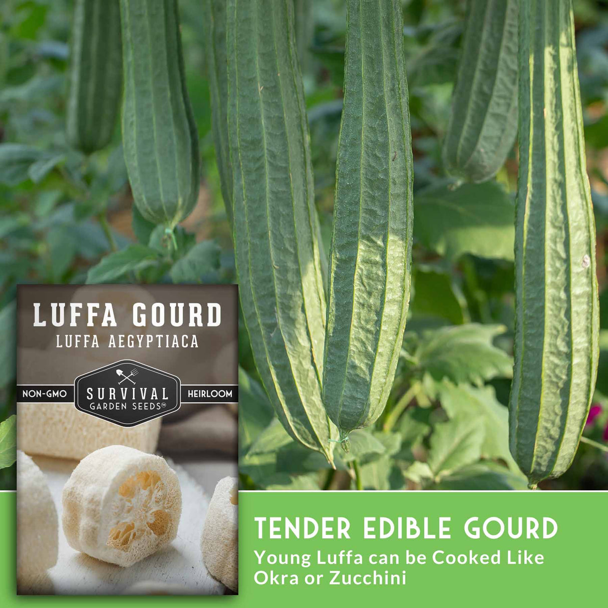 Luffa gourd with a seed packet labeled 'Survival Garden Seeds' on a green background.