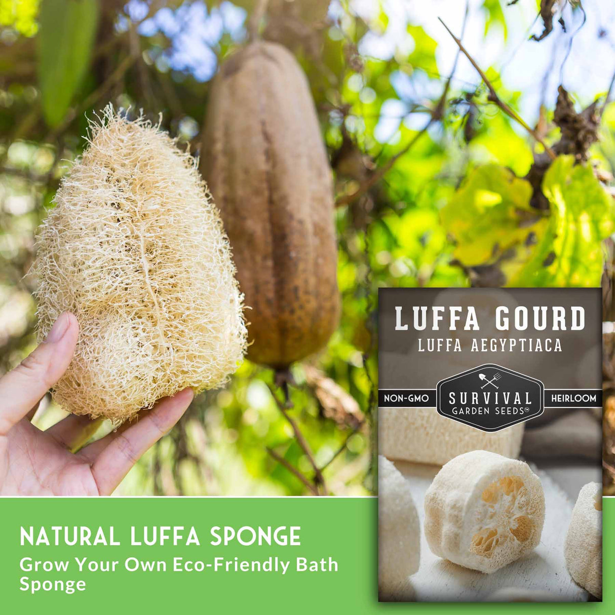 Hand holding a natural luffa sponge with a seed packet labeled 'Luffa Gourd' in the background.