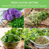Collage of fresh herbs with text 'Fresh Flavor Anytime' and 'Perfect for pots, windowsills, and container gardens'.