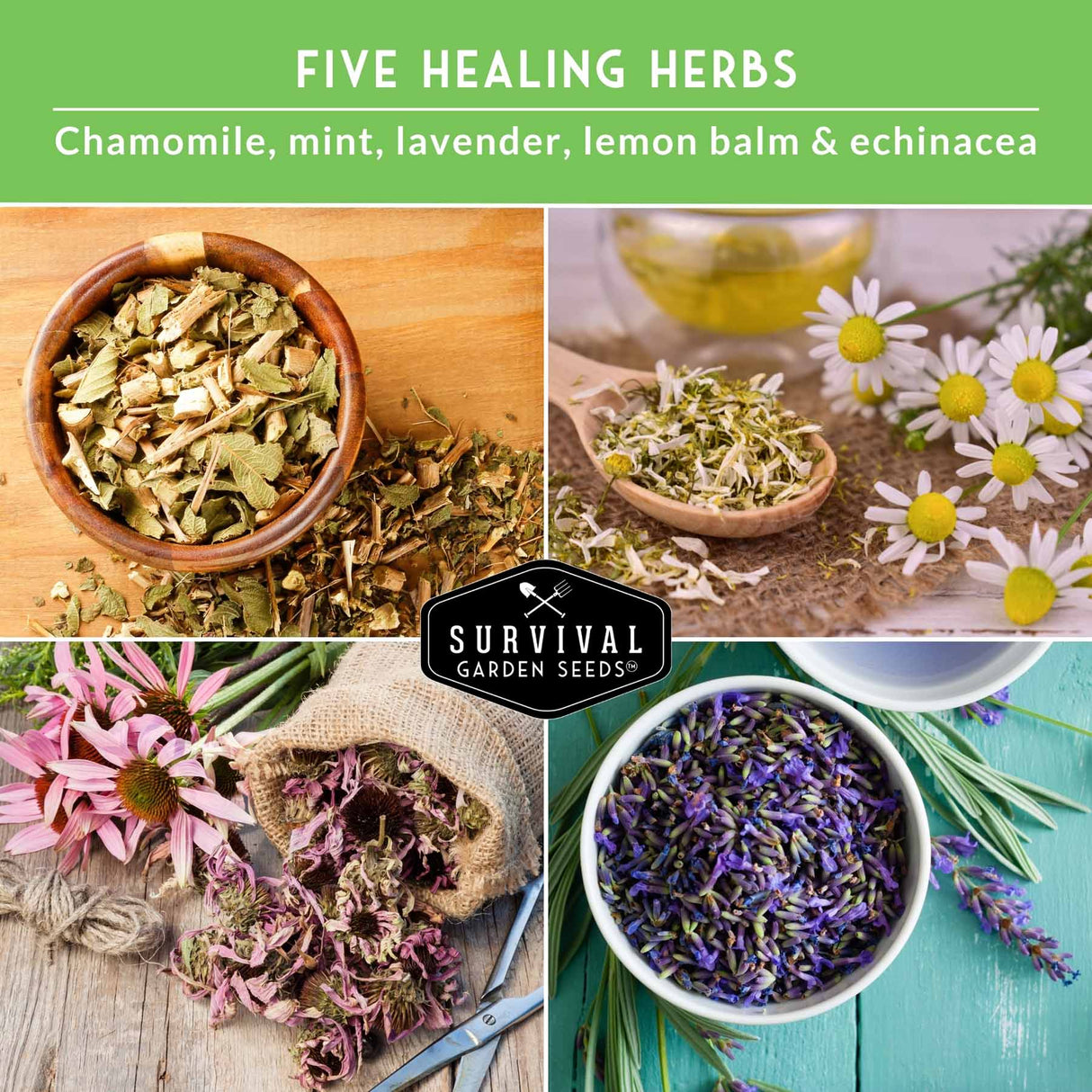 Collage of five healing herbs with text overlay on a green background