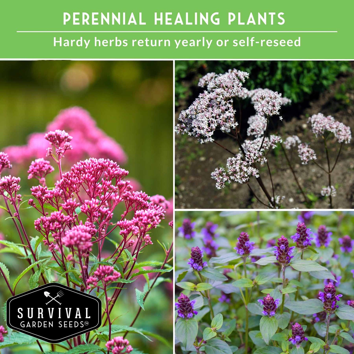 healing garden seeds Herbalist Bundle – 8-Varieties of Heirloom Perennial & Biennial Healing Plants for Advanced Apothecary Gardens