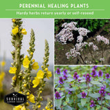 Collage of perennial healing plants with yellow, white, and purple flowers on a green background.