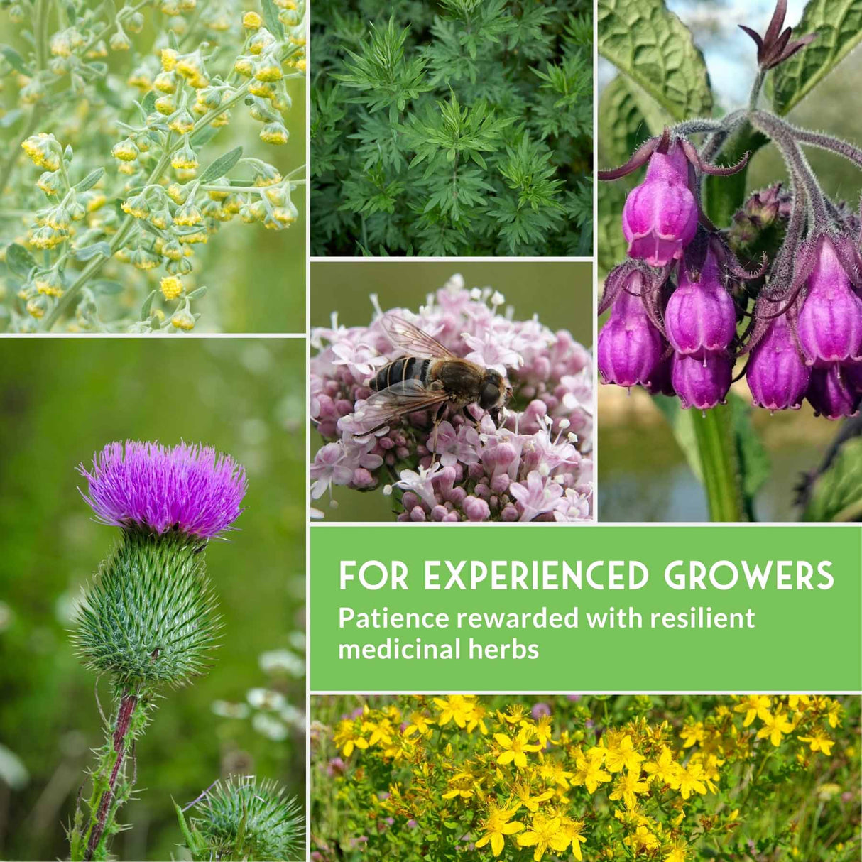 Collage of various medicinal herbs with text 'For Experienced Growers' and 'Patience rewarded with resilient medicinal herbs'.