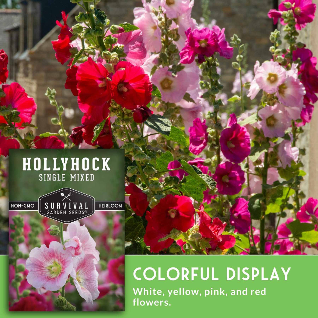 Hollyhock plants with red, pink, and white flowers in a garden setting.