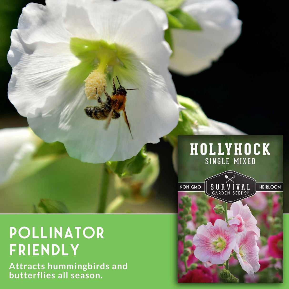 White flower with a bee, labeled 'Hollyhock Single Mixed' from Survival Garden Seeds.