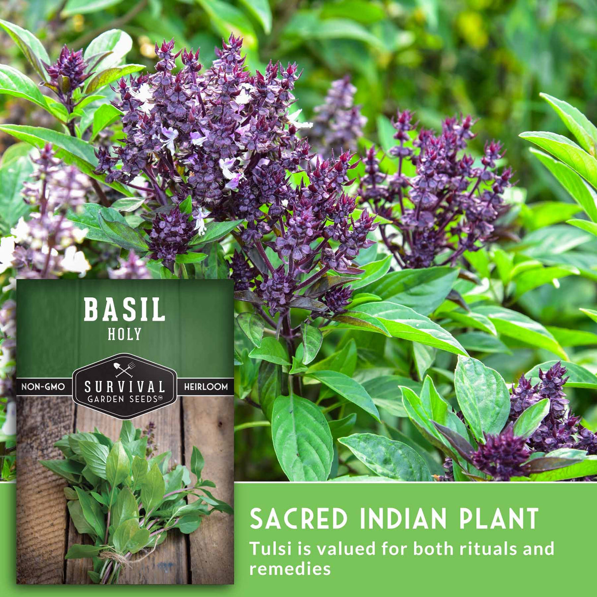 Basil plant with a seed packet labeled 'Basil Holy' and text about its uses.