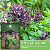 Basil plant with a seed packet labeled 'Basil Holy' and text about its uses.