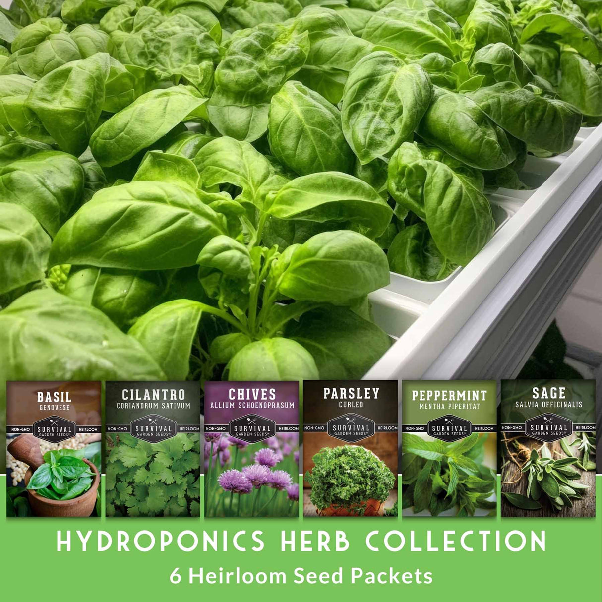 Hydroponics herb collection with seed packets and basil plants.