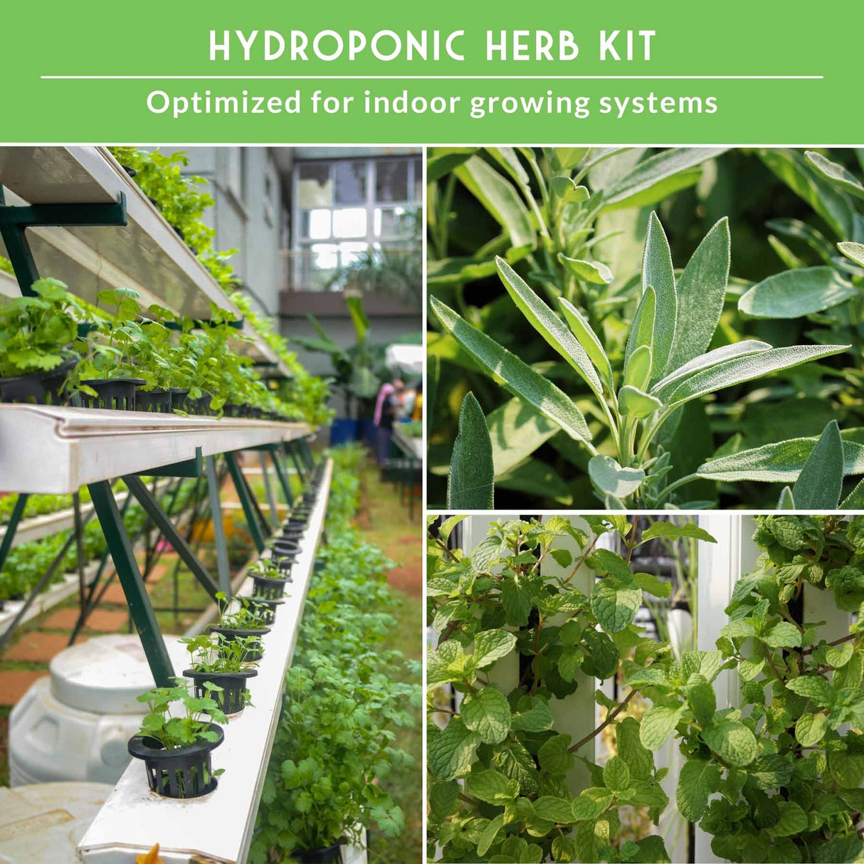 Collage of hydroponic herb kit with plants and growing system, optimized for indoor use.