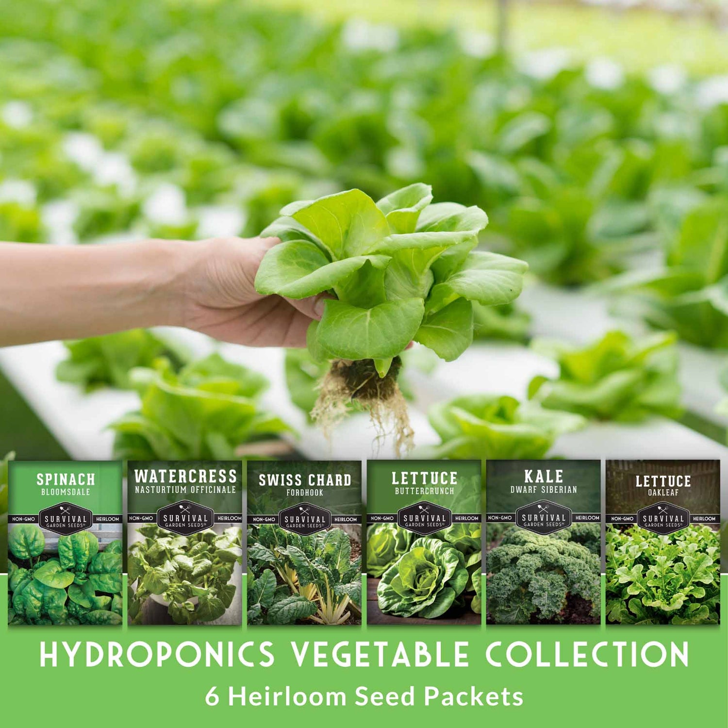 seeds for hydroponic garden 6 Pack Hydroponic Vegetable Seed