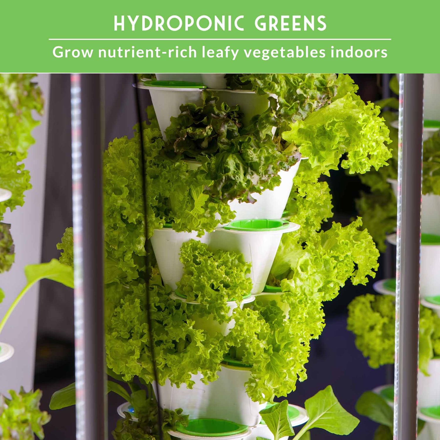 companion planting hydroponics Hydroponic Leafy Greens Seed Kit – SurvivalGardenSeeds