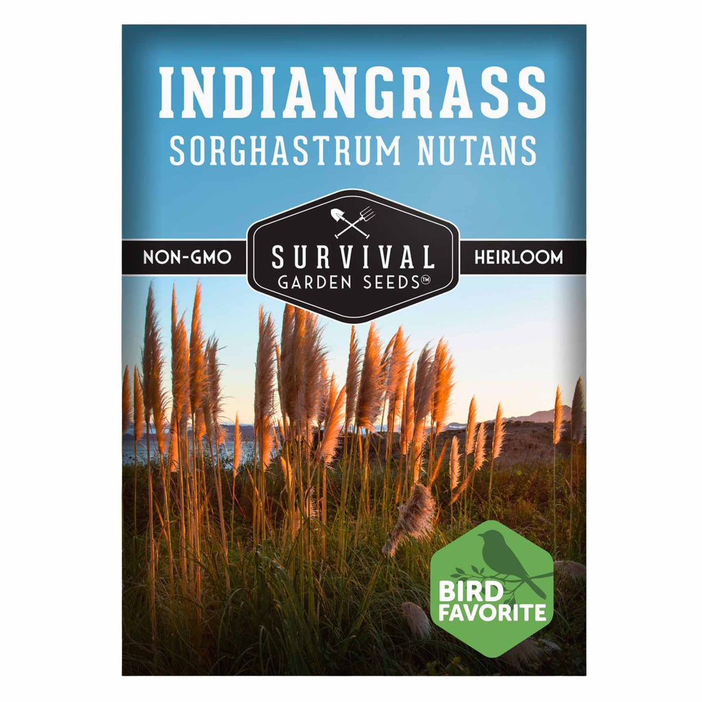 1 packet of Indiangrass seed