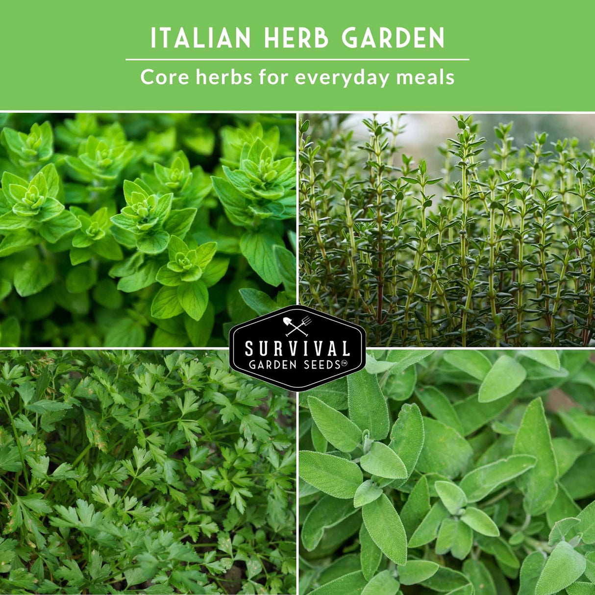 Italian herb garden with fresh herb plants