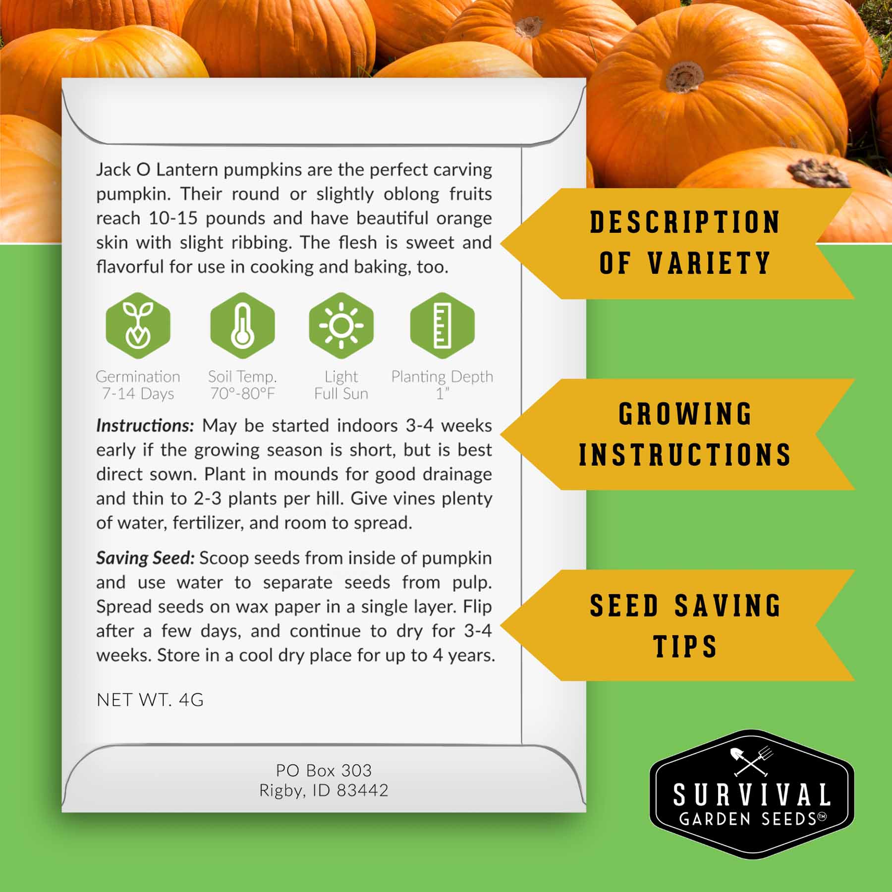 Jack O' Lantern Pumpkin Seeds – Heirloom Non-GMO – SurvivalGardenSeeds