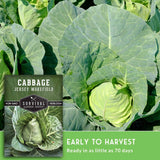 Seed packet for Survival Garden Seeds Cabbage Jersey Wakefield shown beside a close-up photo of a mature green cabbage plant, with text reading 'Early to Harvest' and 'Ready in as little as 70 days.'.