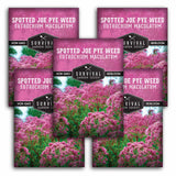 5 Survival Garden Seeds Spotted Joe Pye Weed packages with pink flowers and green leaves.