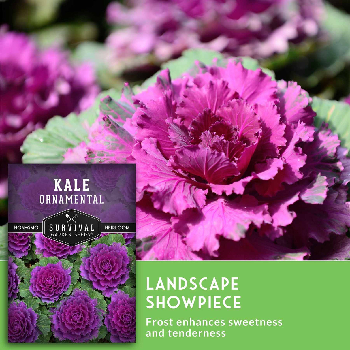 A seed packet for Survival Garden Seeds Kale Ornamental Landscape Showpiece is shown over a close-up photo of a blooming purple kale plant with green leaves and a bright green text banner at the bottom.