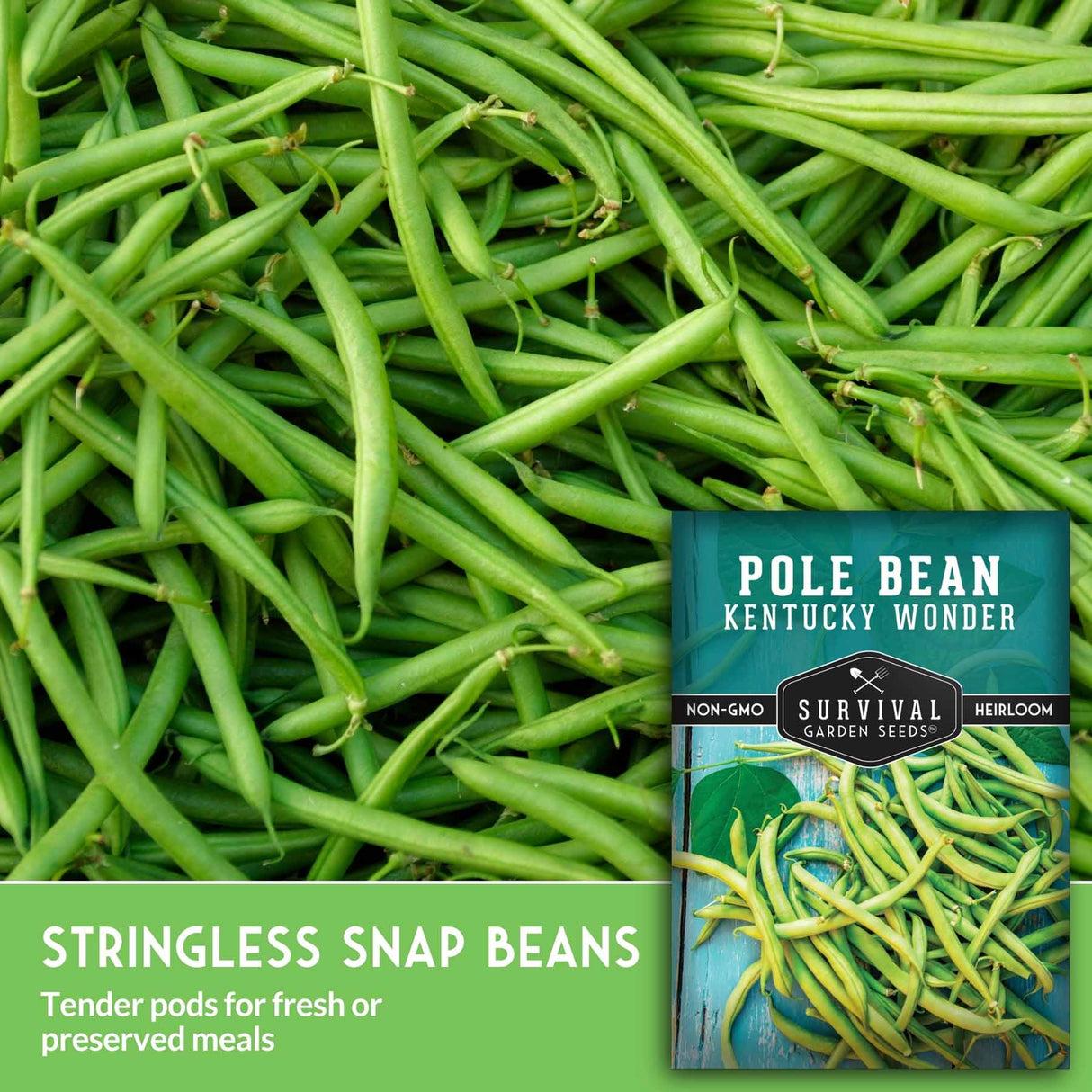 Stringless snap beans with a package of Kentucky Wonder pole beans on a green background