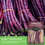Bundles of purple cowpeas with a package labeled 'Cowpeas Knuckle Purple Hull' from Survival Garden Seeds.